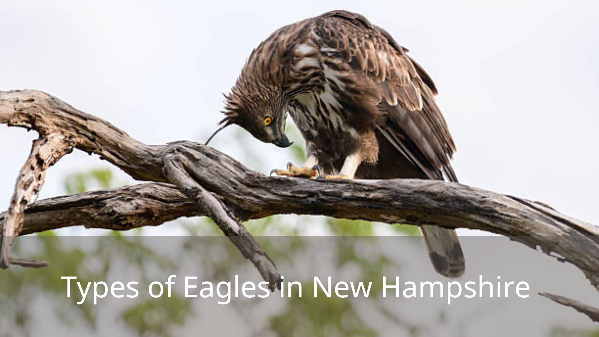Types-of-Eagles-in-New-Hampshire