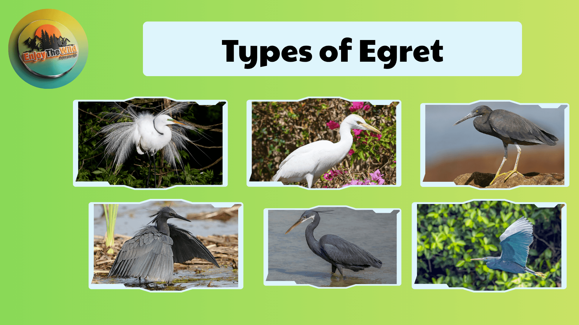 Types-of-Egret