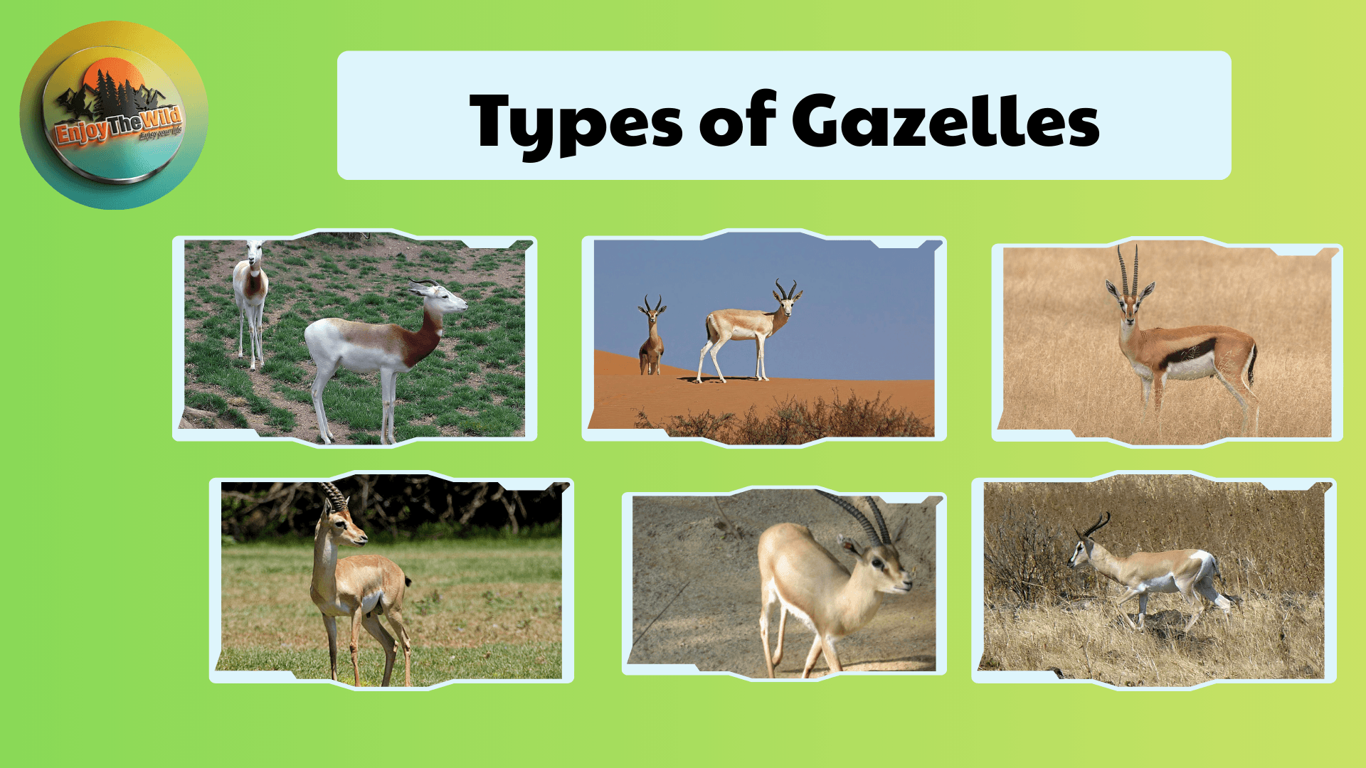 Types-of-Gazelles
