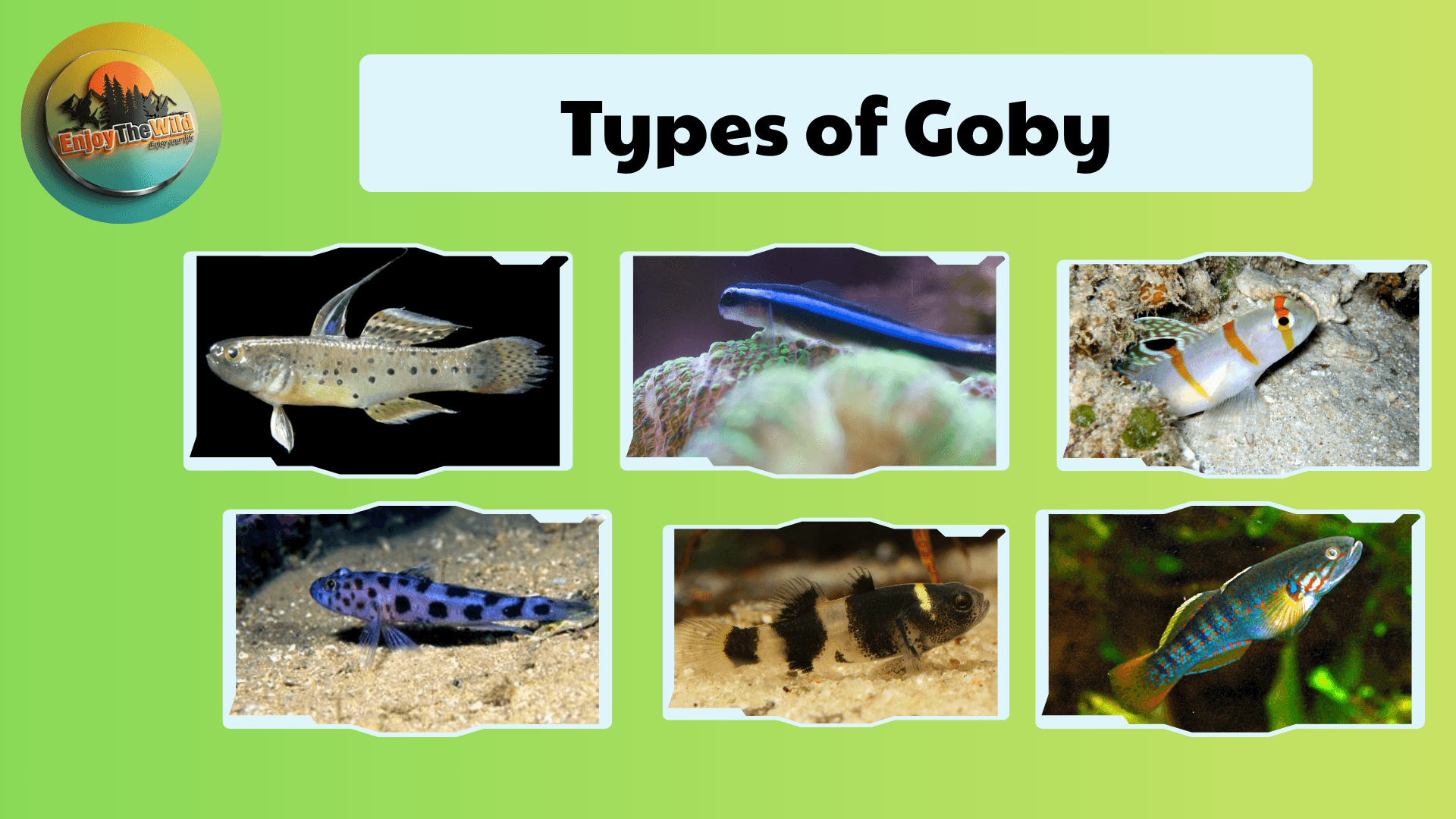 Types-of-Goby