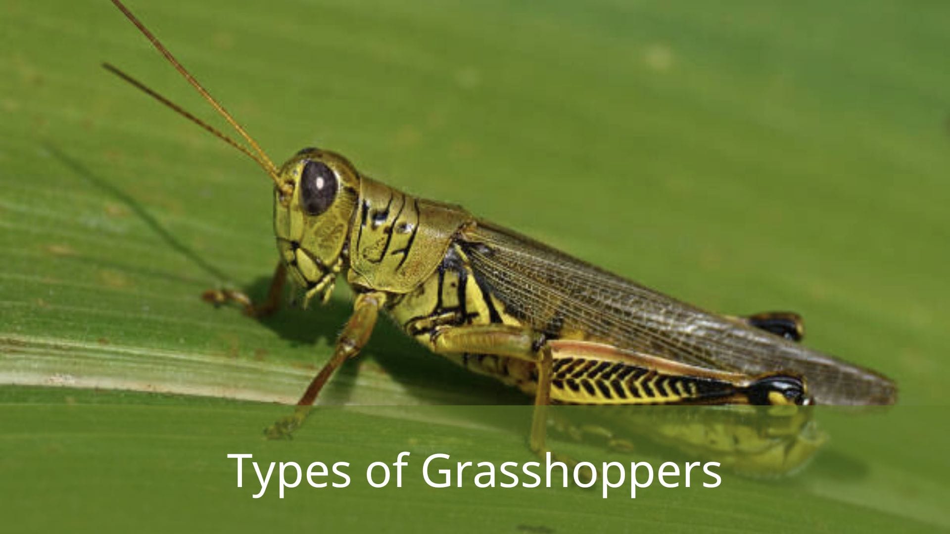 Types-of-Grasshoppers