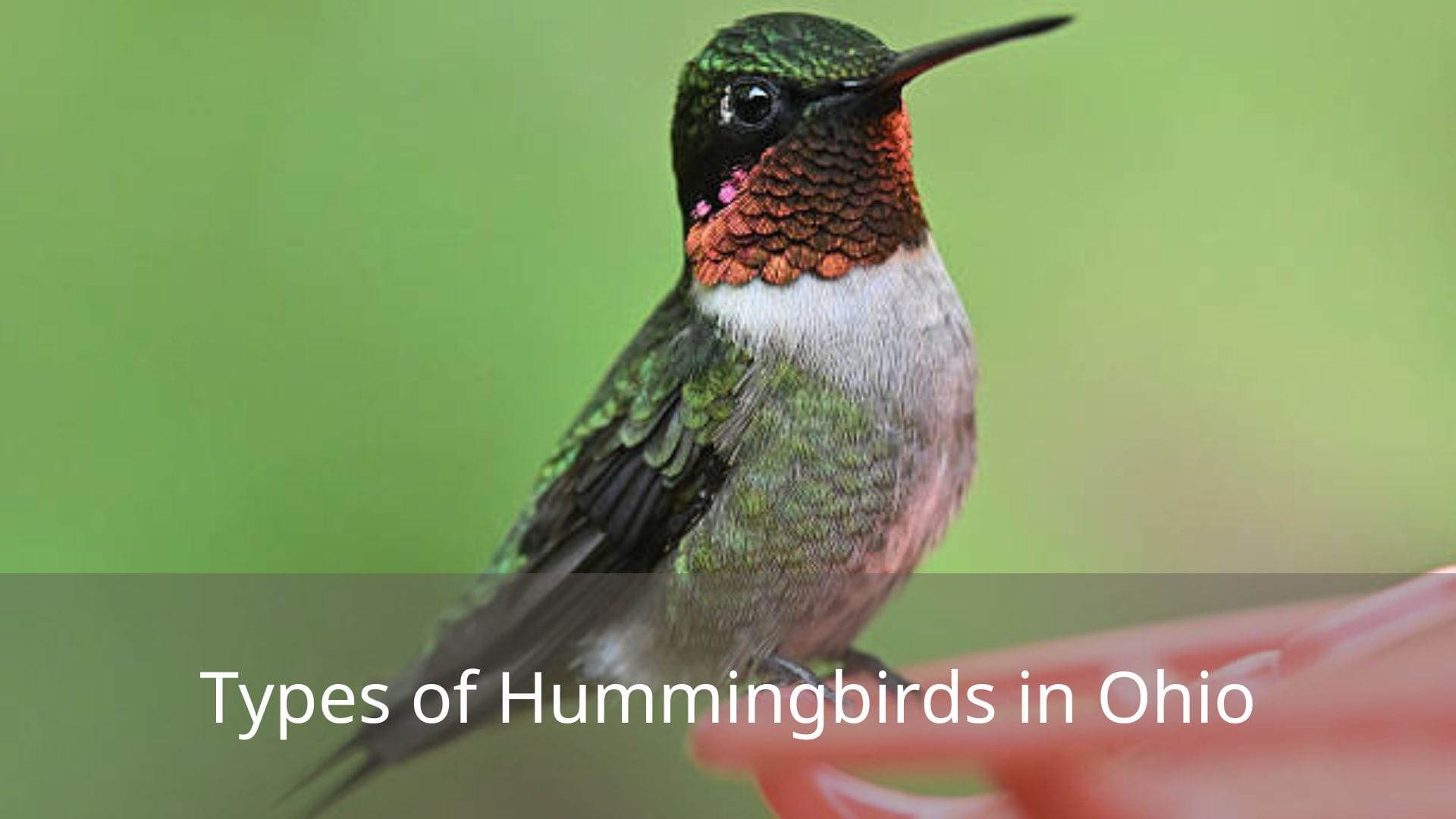 Types-of-Hummingbirds-in-Ohio