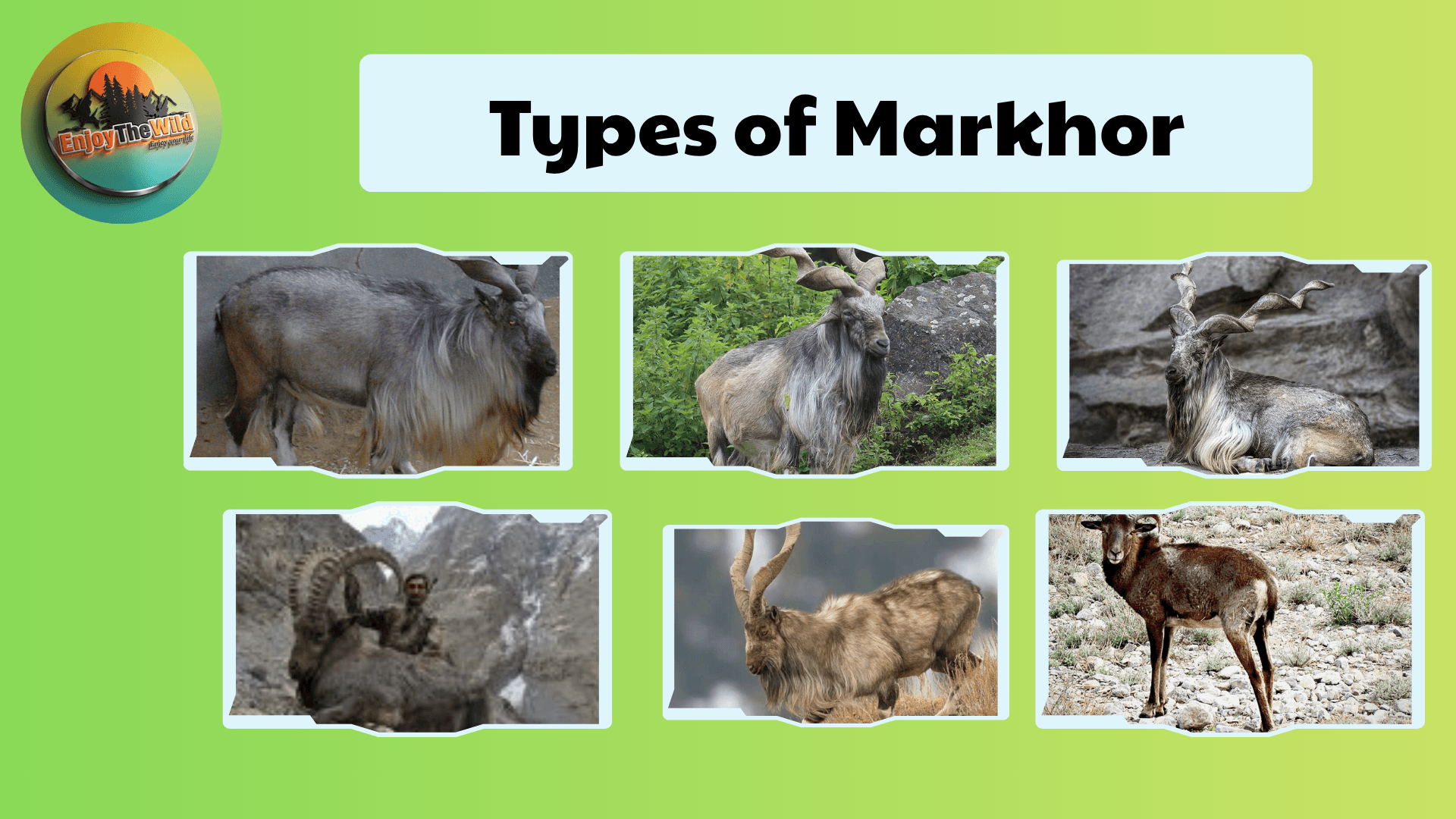 Types-of-Markhor