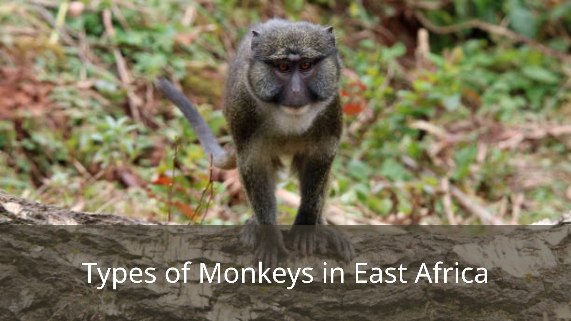 Types-of-Monkeys-in-East-Africa