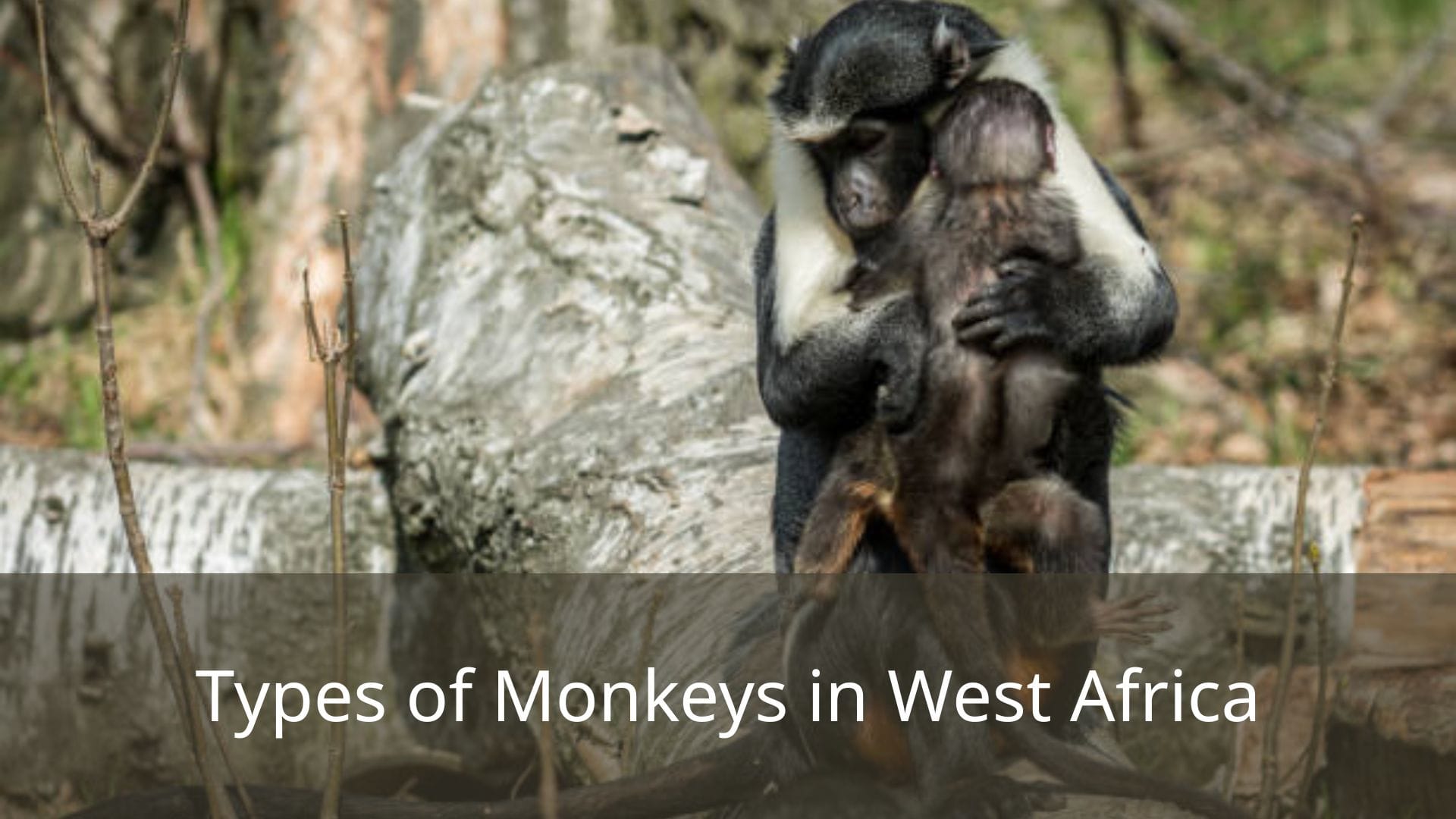 Types-of-Monkeys-in-West-Africa