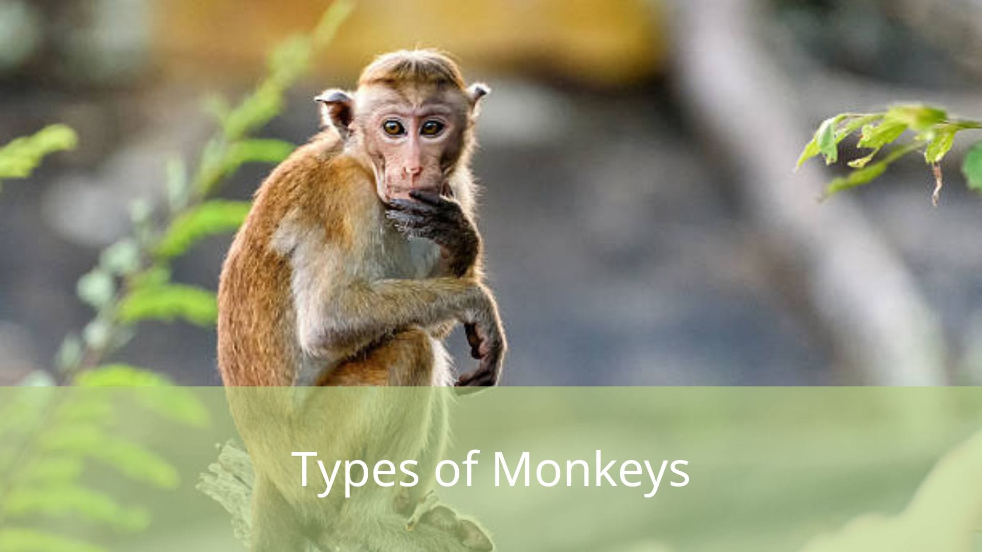 Types-of-Monkeys