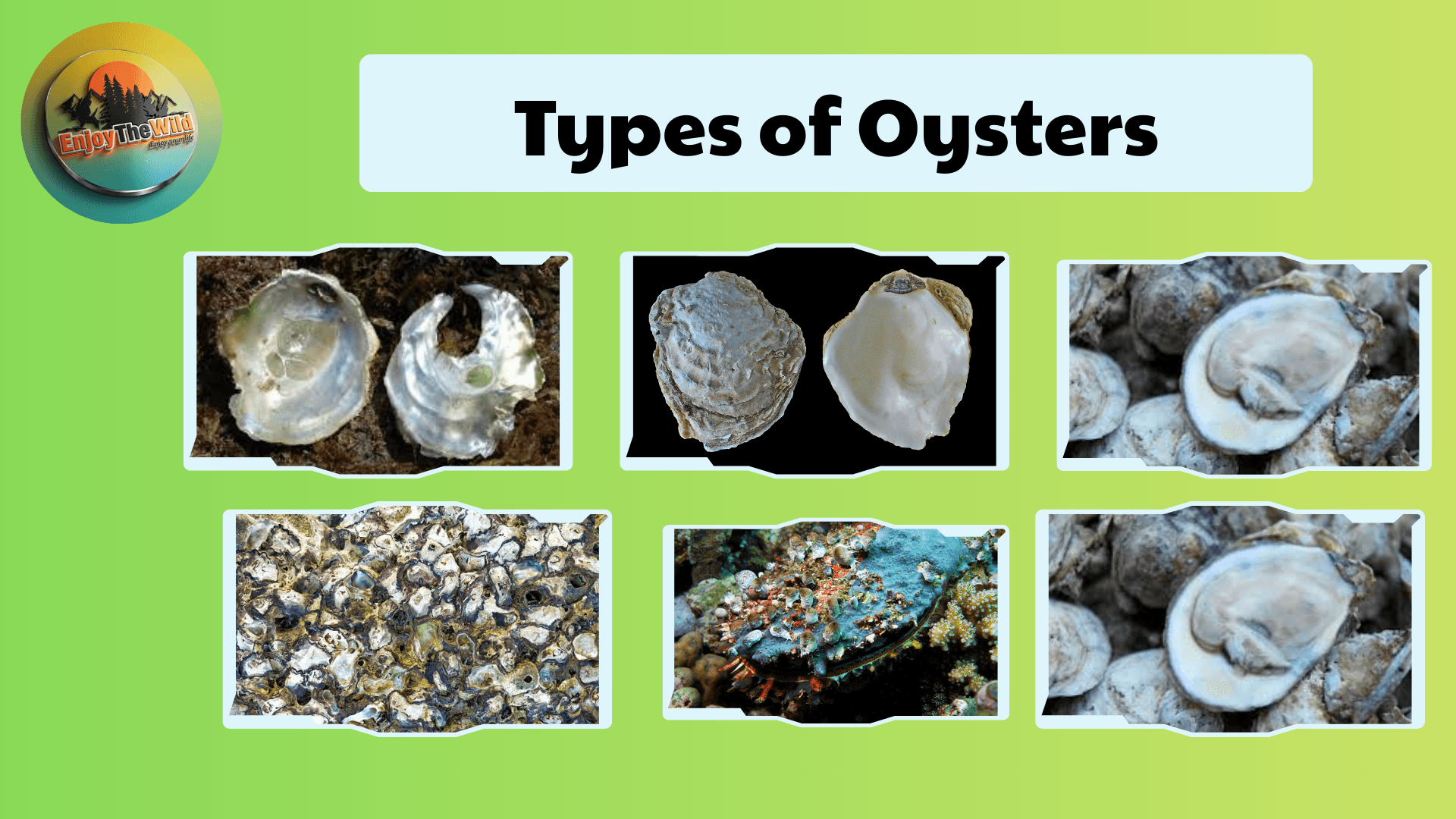 Types-of-Oysters
