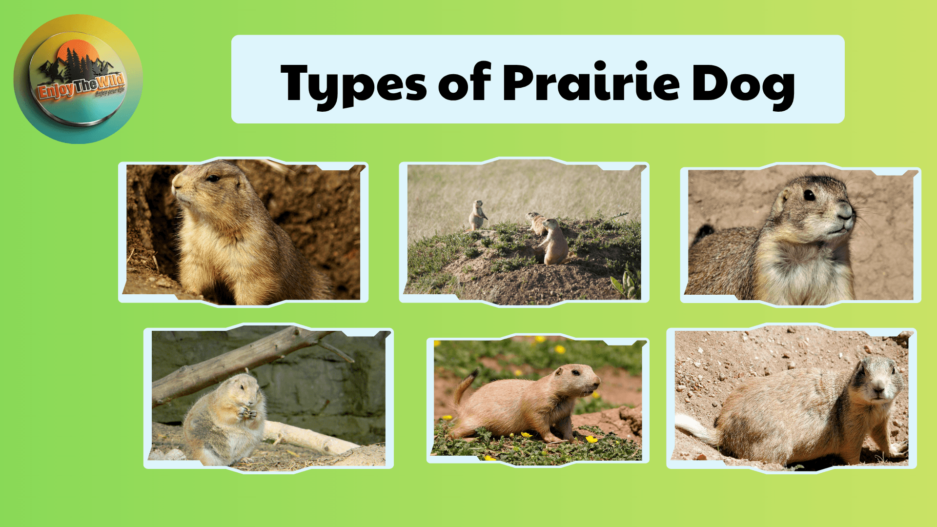 Types-of-Prairie-Dog