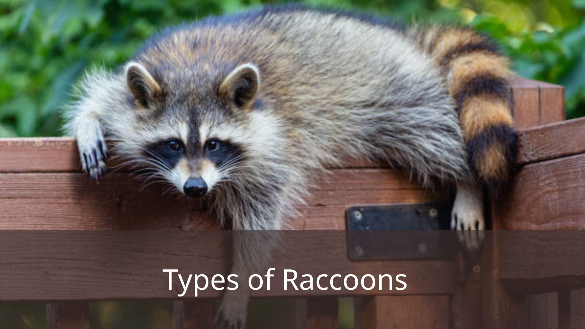 Types-of-Raccoons