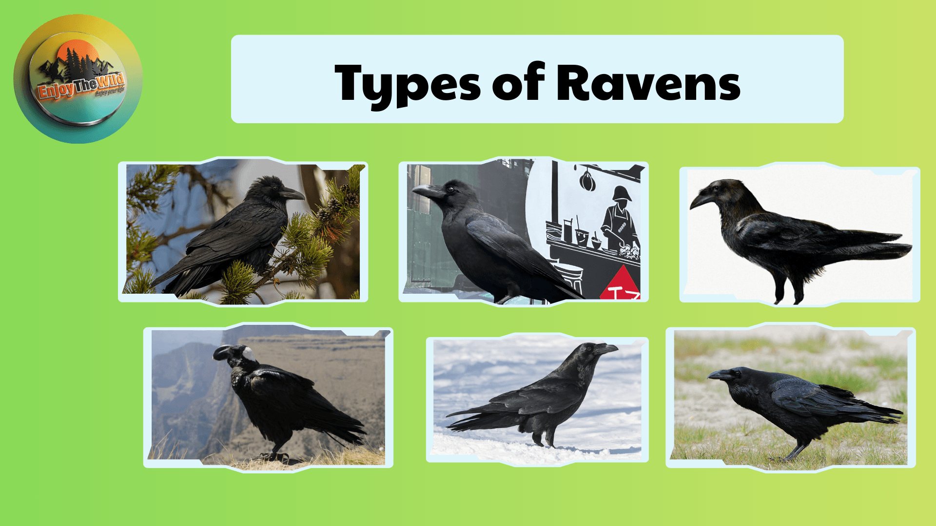 Types-of-Ravens