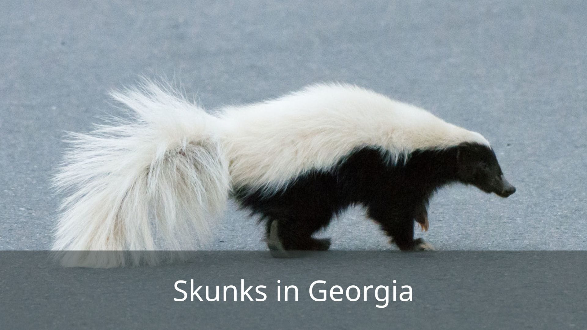 Types-of-Skunks-in-Georgia