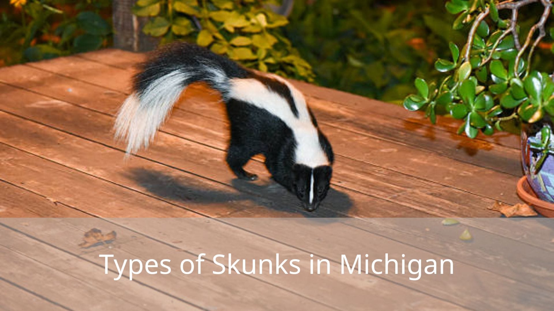 Types-of-Skunks-in-Michigan