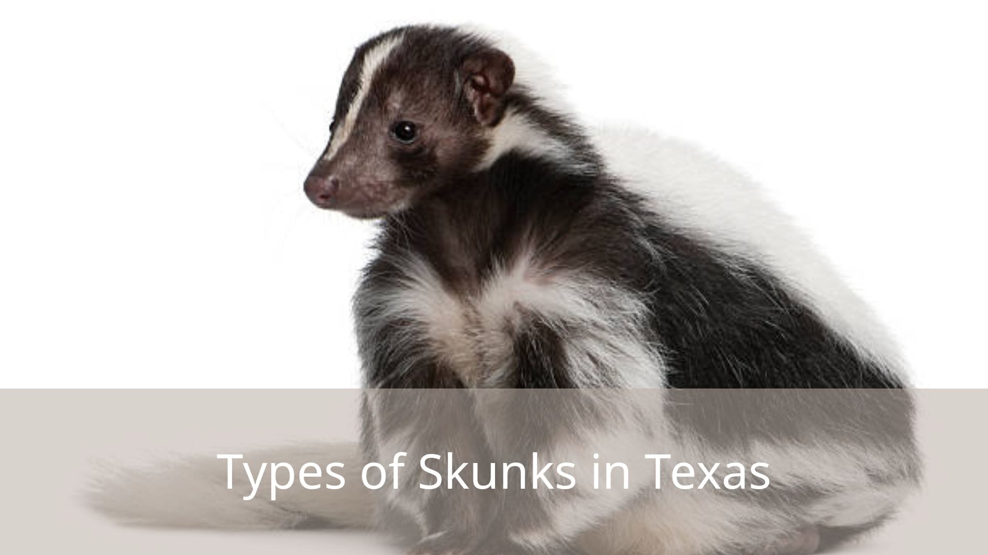 Types-of-Skunks-in-Texas