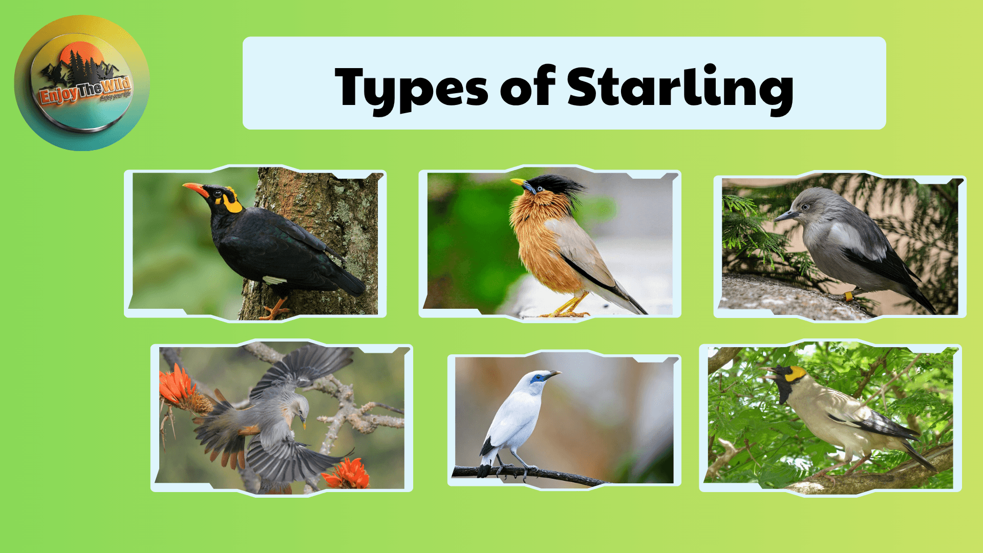 Types-of-Starling