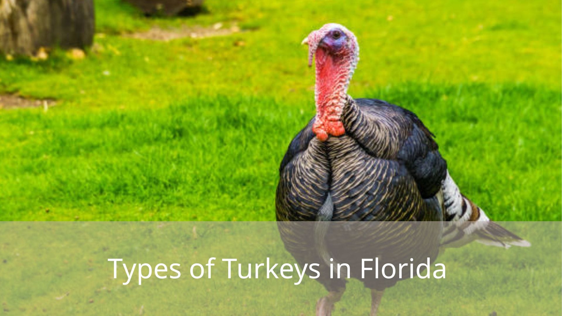 Types-of-Turkeys-in-Florida