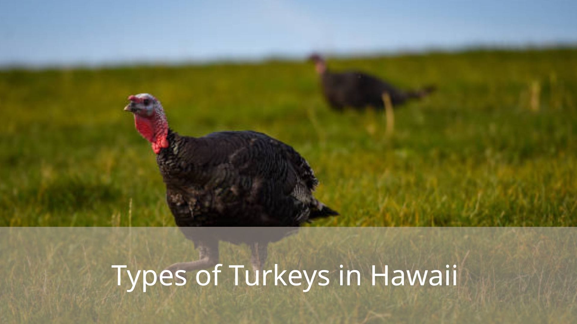 Types-of-Turkeys-in-Hawaii