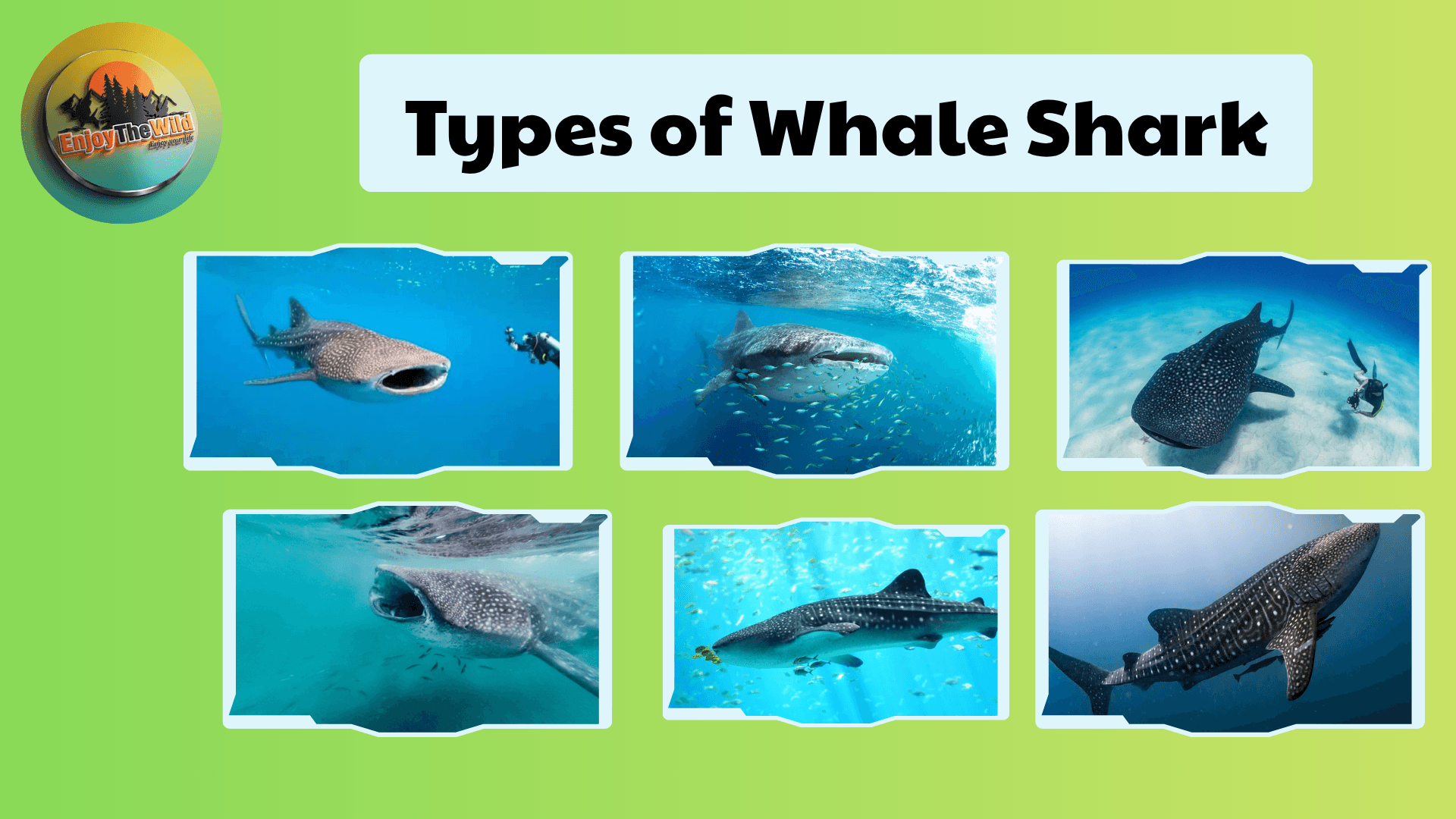 Types-of-Whale-Shark