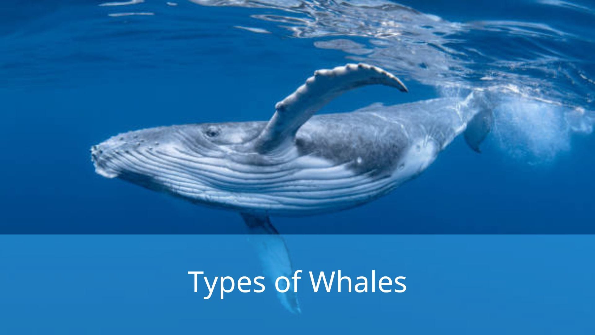 Types-of-Whales