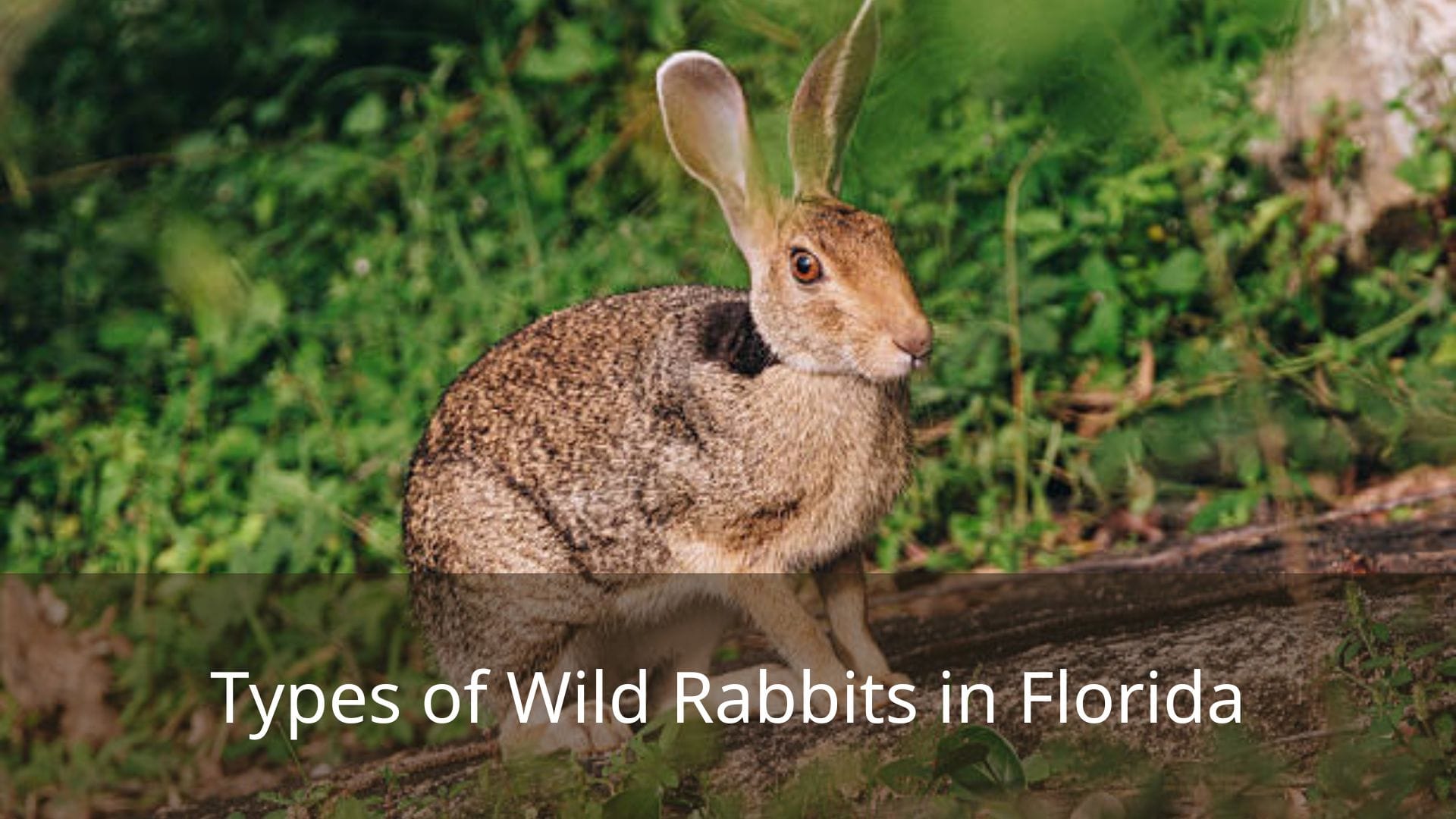 5 Types Of Wild Rabbits In Florida Pictures And Identification 5 Types Of Wild Rabbits In Florida Pictures And Identification