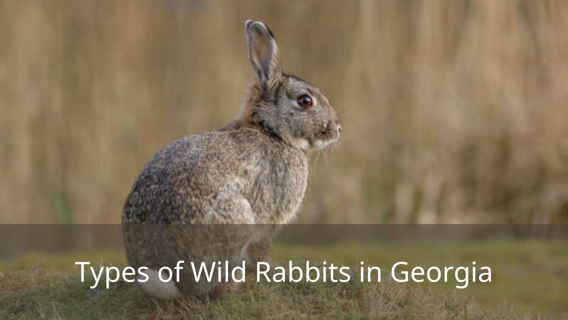 Types-of-Wild-Rabbits-in-Georgia