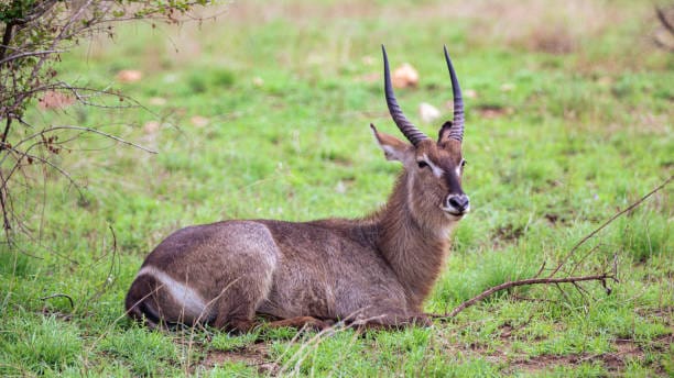Waterbuck