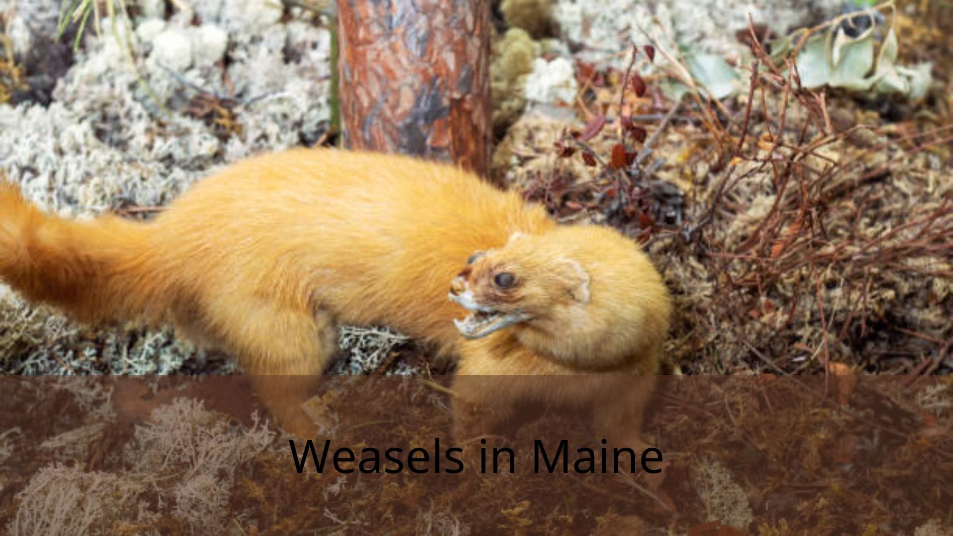 Weasels-in-Maine