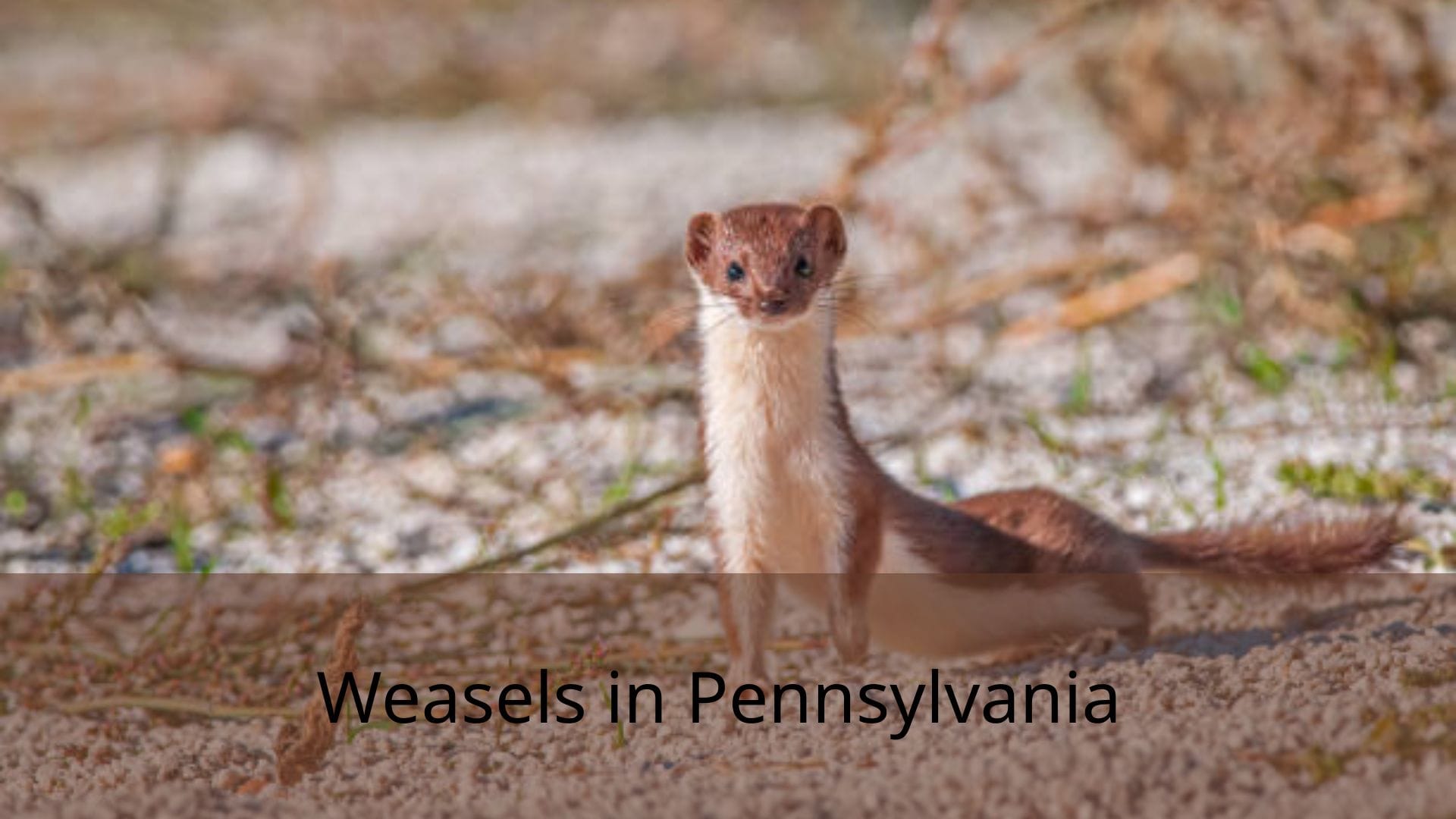 Weasels-in-Pennsylvania