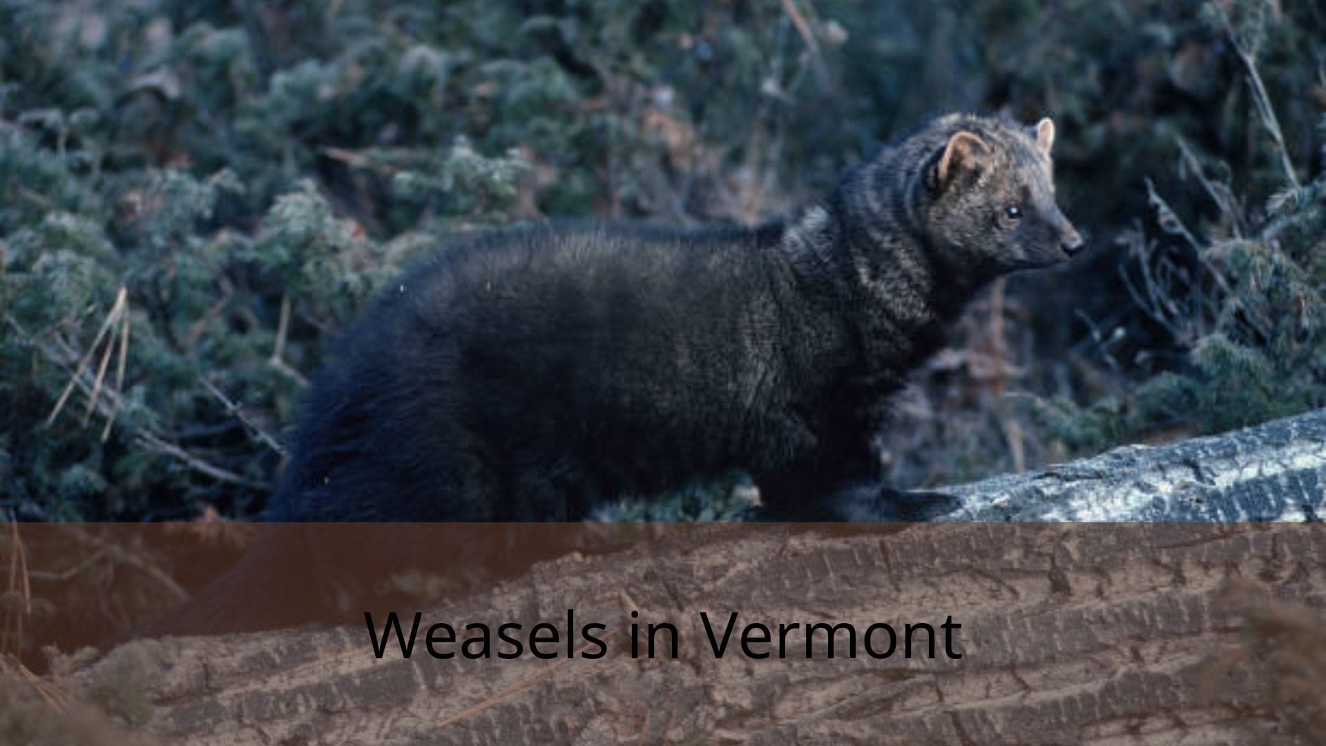 Weasels-in-Vermont