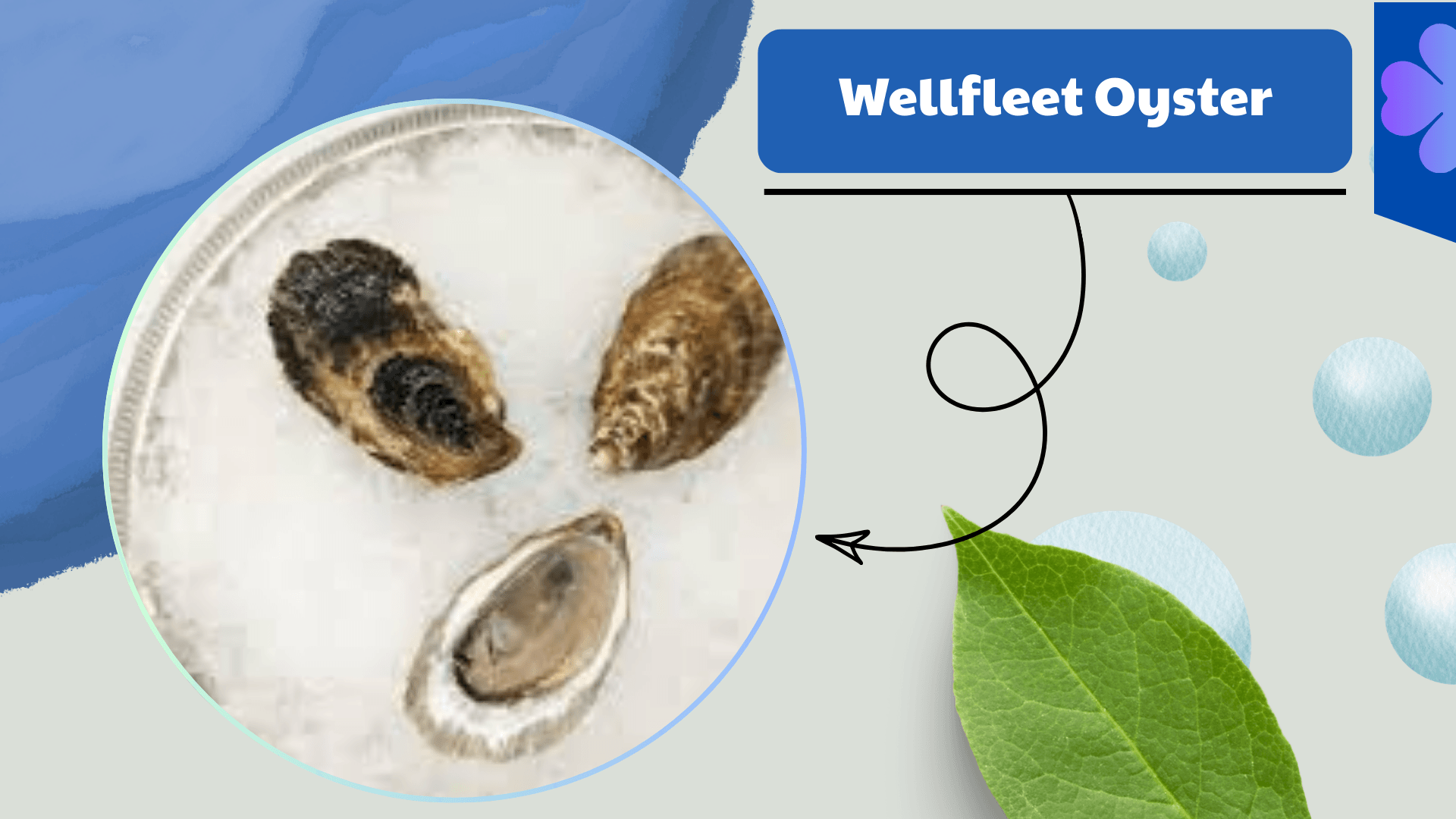Wellfleet Oyster