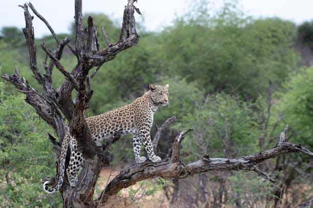 West-African-Leopard