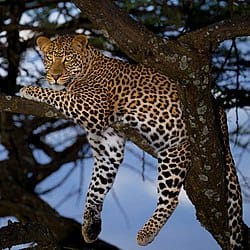 West-Asian-Leopard