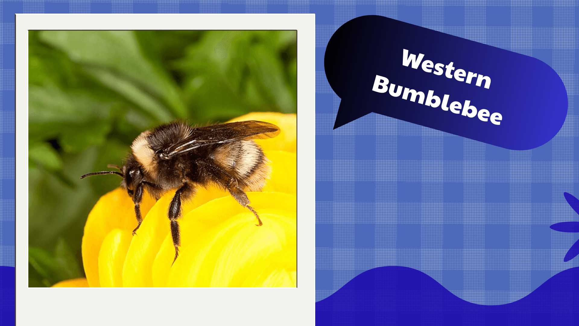 Western Bumblebee