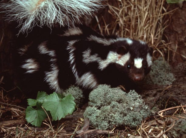 Western-Spotted-Skunk