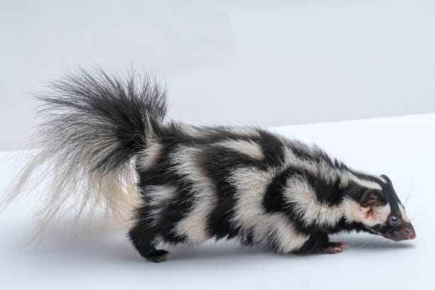 Western-Spotted-Skunk