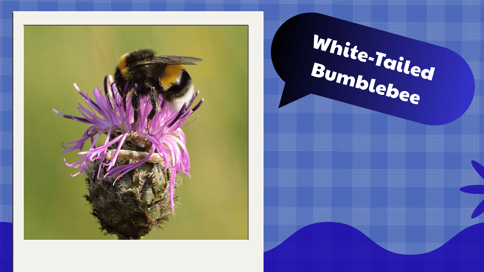 White‑Tailed Bumblebee