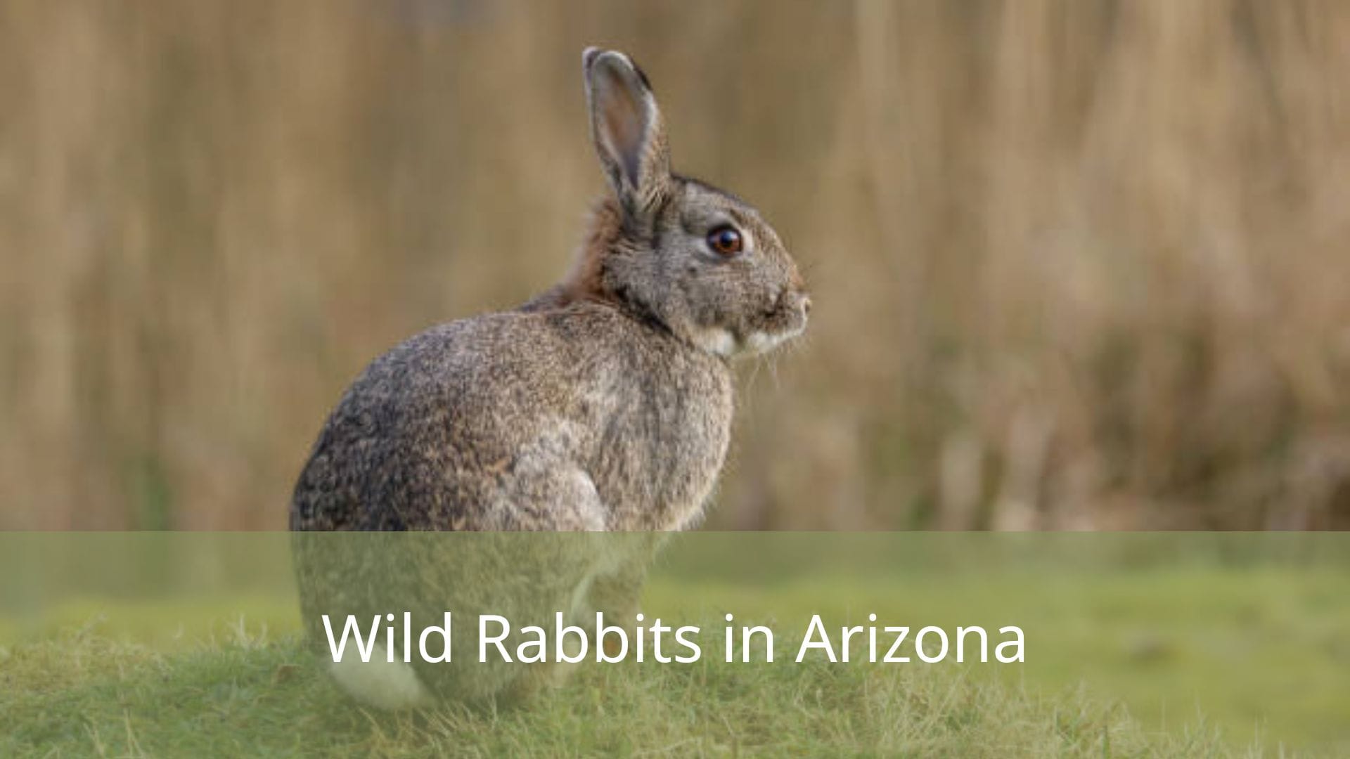 Wild-Rabbits-in-Arizona