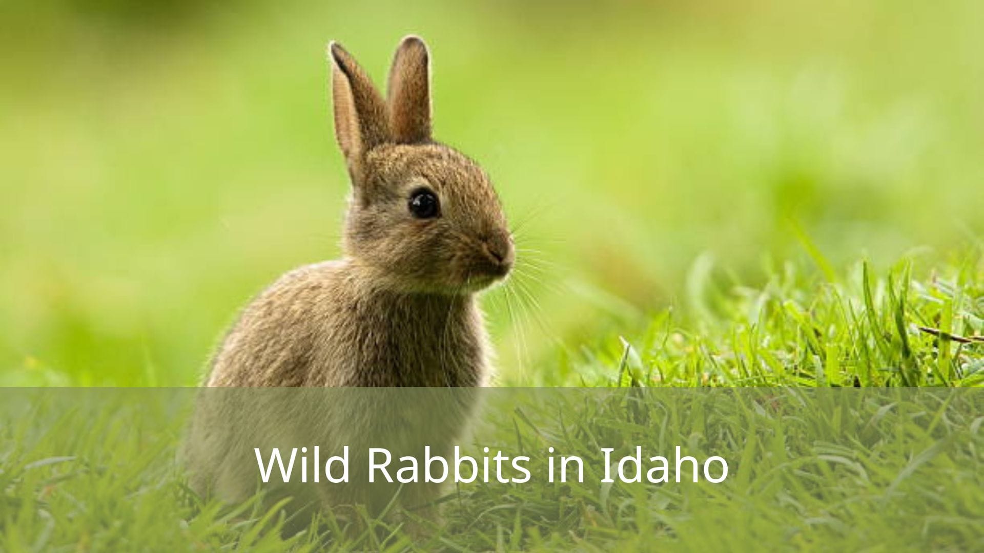 Wild-Rabbits-in-Idaho