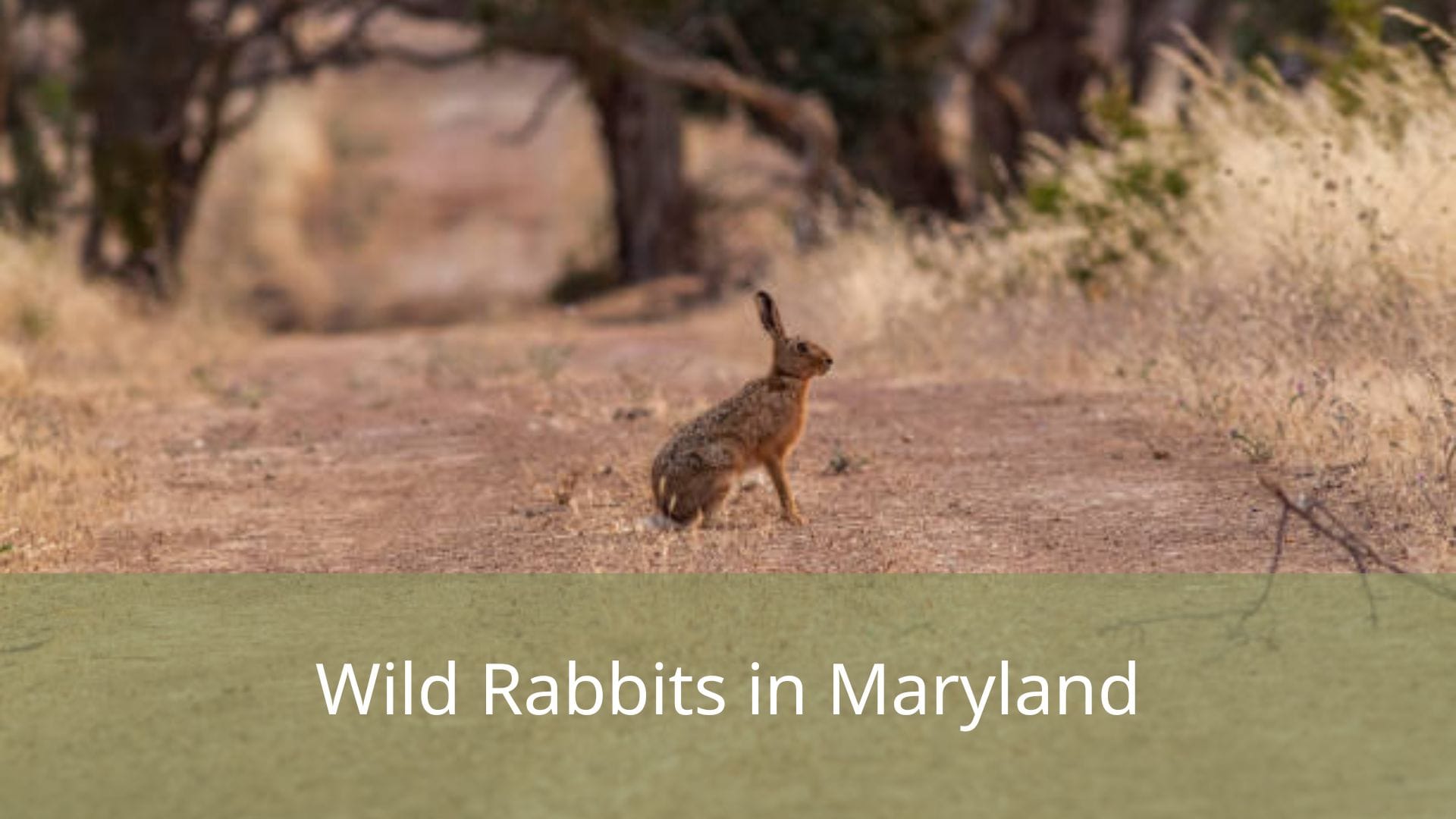 Wild-Rabbits-in-Maryland