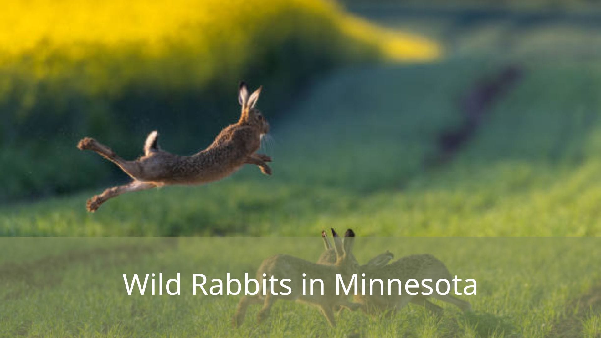 Wild-Rabbits-in-Minnesota