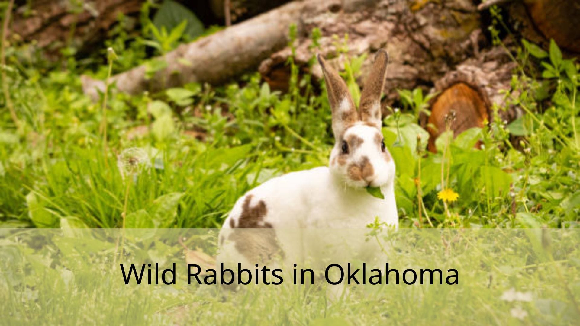 Wild-Rabbits-in-Oklahoma