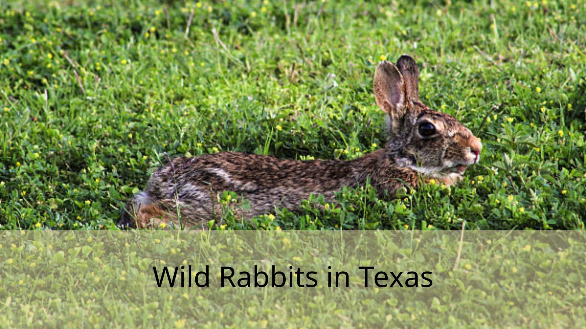 Wild-Rabbits-in-Texas