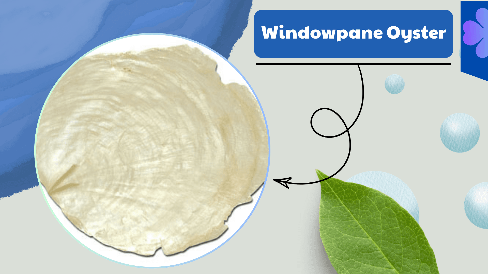 Windowpane Oyster