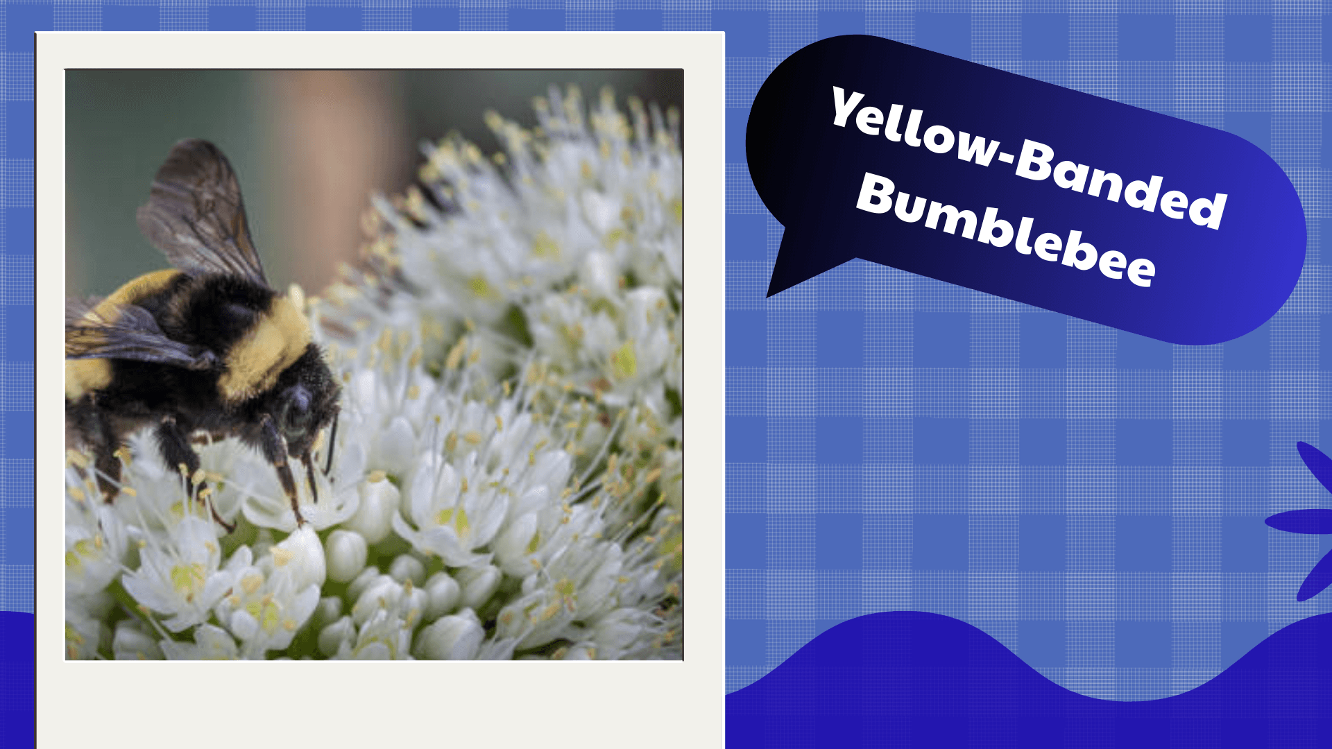 Yellow-Banded Bumblebee