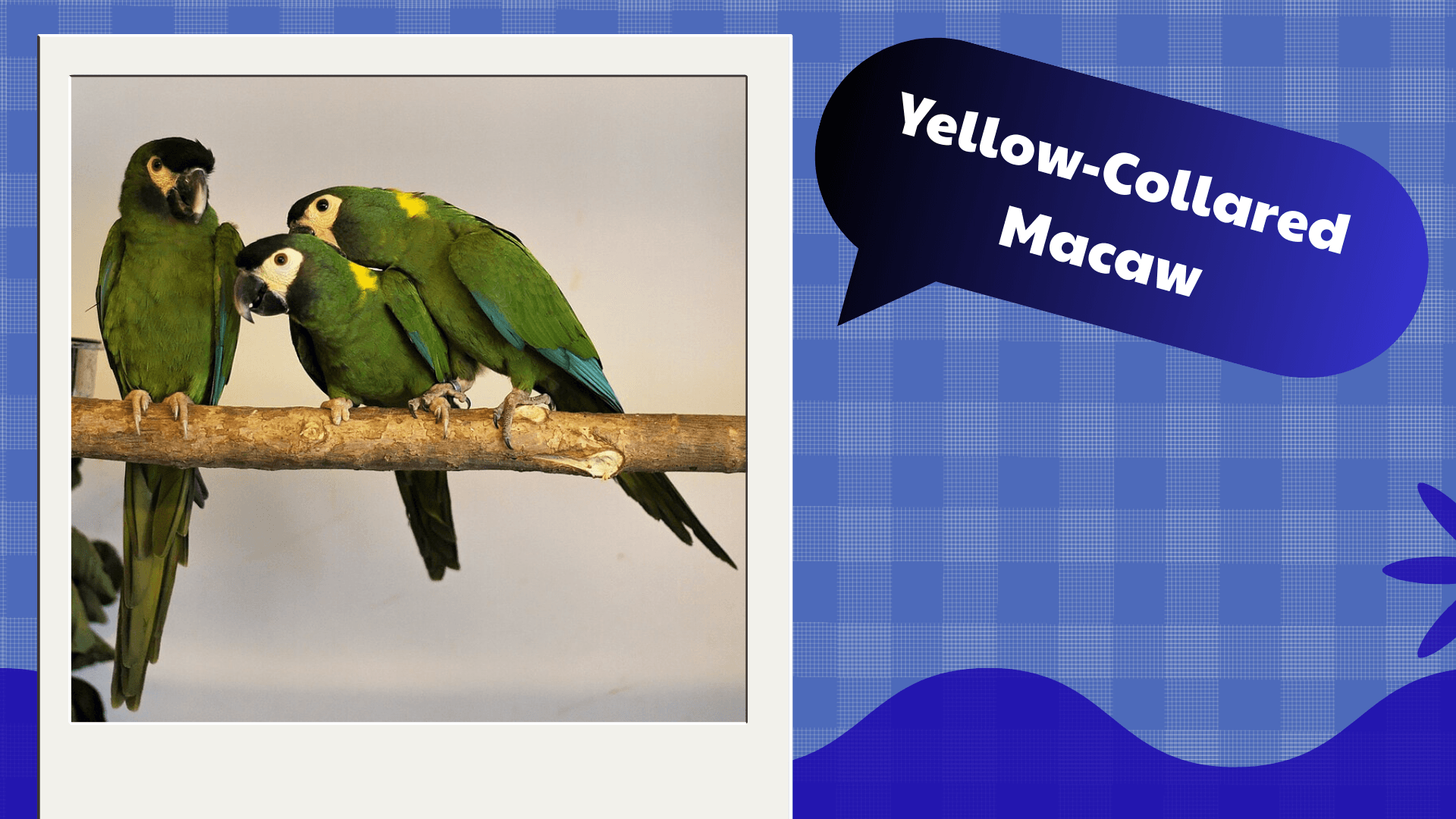 Yellow-Collared Macaw