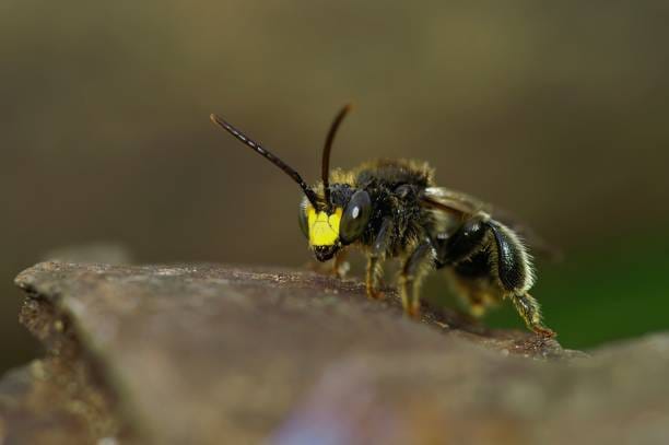 Yellow-Faced-Bee