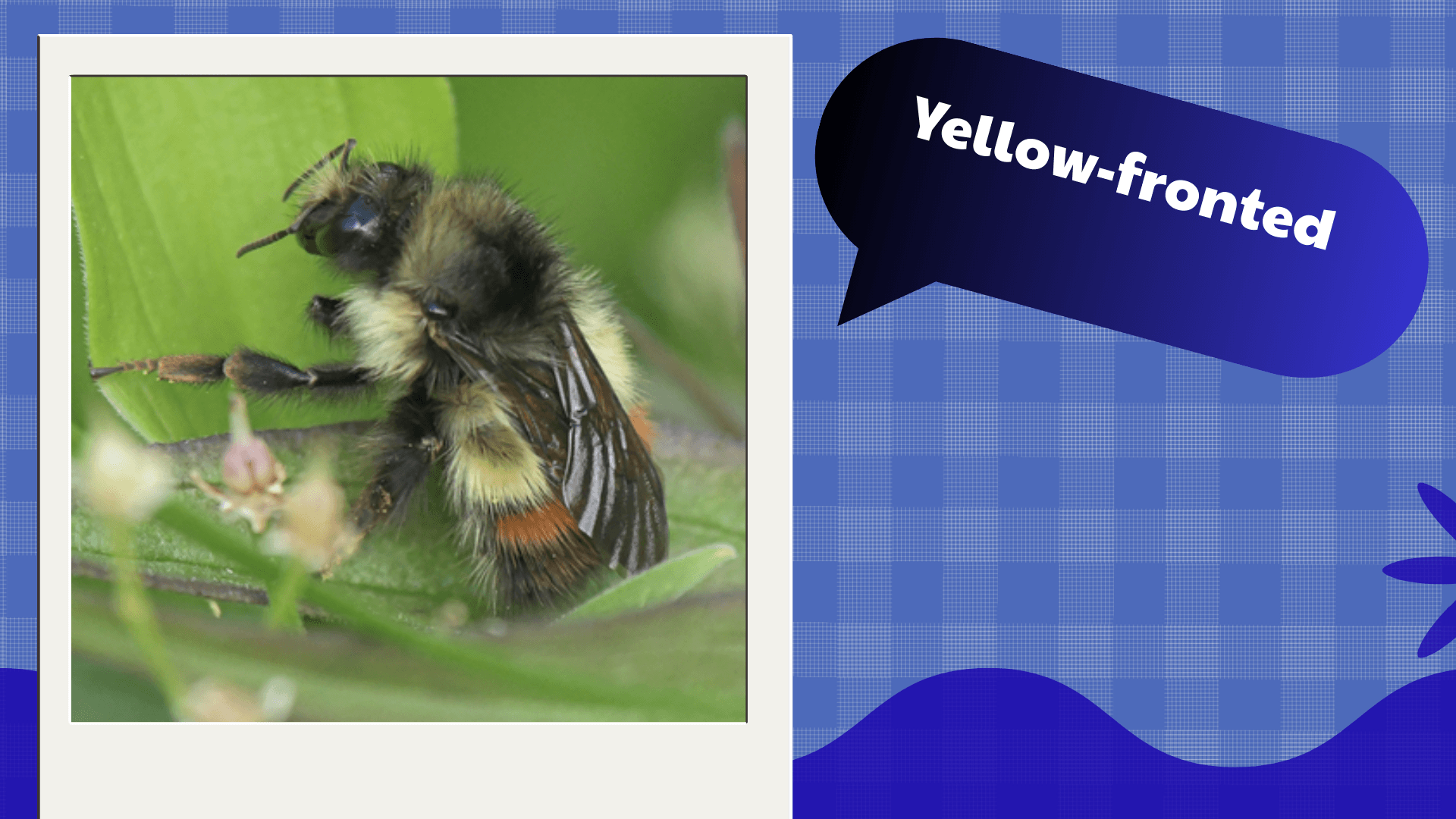 Yellow-fronted Bumblebee