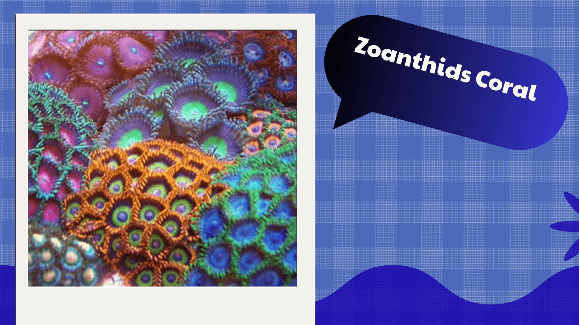 Zoanthids Coral