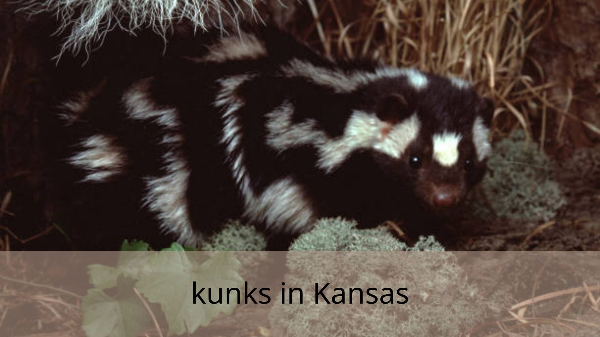 kunks-in-Kansas