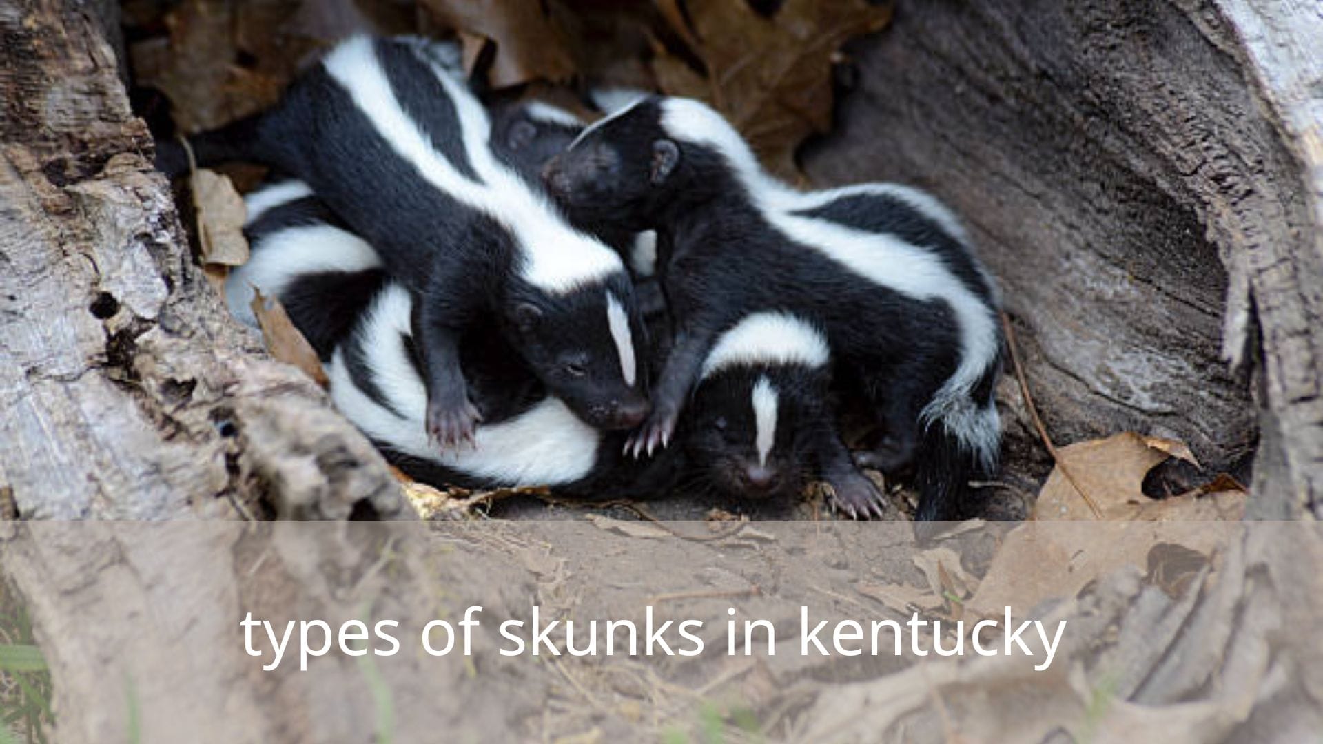 types-of-skunks-in-kentucky