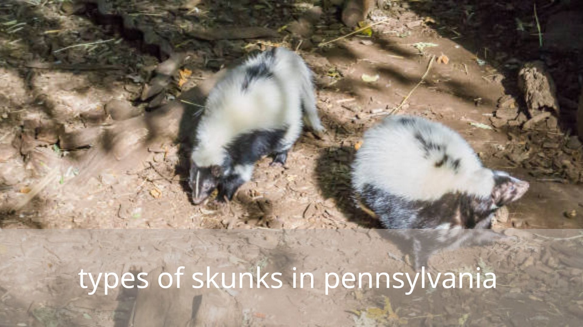 types-of-skunks-in-pennsylvania